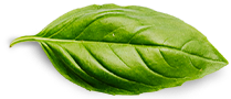 Basil Leaf – Vadhanya’s Icon of Herbal Purity Single basil leaf with visible veins – symbolizing freshness, purity, and Vadhanya’s natural approach to wellness