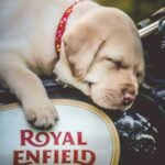 A cute Labrador Retriever puppy peacefully sleeping on a Royal Enfield motorcycle, showcasing love for pets and motorbikes.